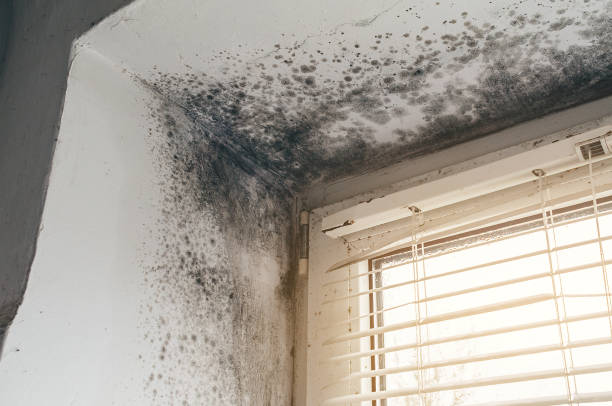 Affordable Attic Mold Remediation solutions in Topinabee, MI