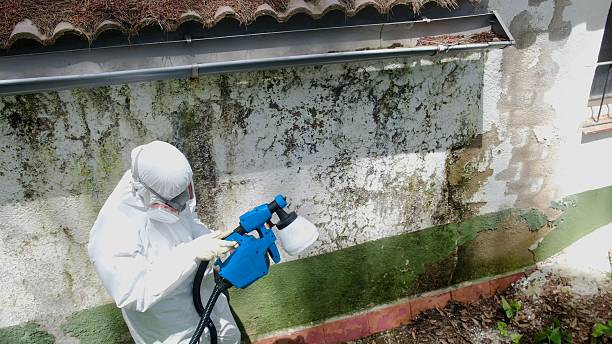Top rated local Attic Mold Remediation specialists in Topinabee, MI